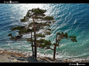 Pinus Brutia