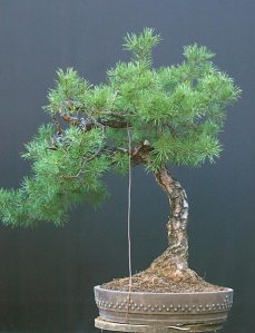 Pinus sylvestris bonsai